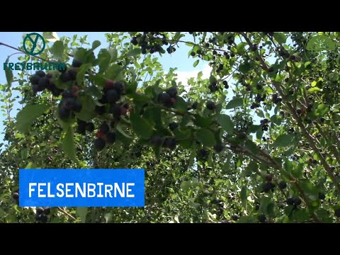 Die Felsenbirne | Lecker aber wenig haltbar | Freybauern