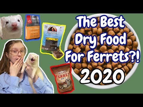 THE BEST DRY FOOD FOR FERRETS? 2020 | Pazuandfriends