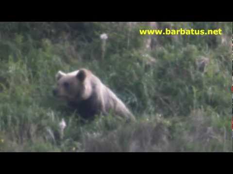 Oso pardo cantábrico ( Ursus arctos ) Brown Bear