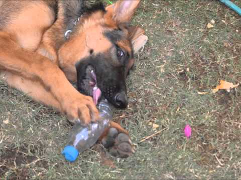 hamoud_1998’s Video 107822546805 cfvRRulikSI