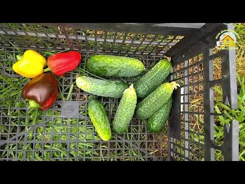 Я дома! Урожай. Заготовки. Грибы. Жизнь в деревне.