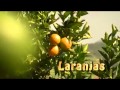 A Origem Das Coisas Suco De Laranja
