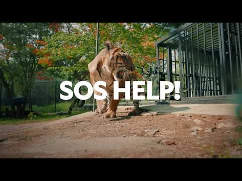 Jungle Animal Rescue - USA Premiere April 18, 2020