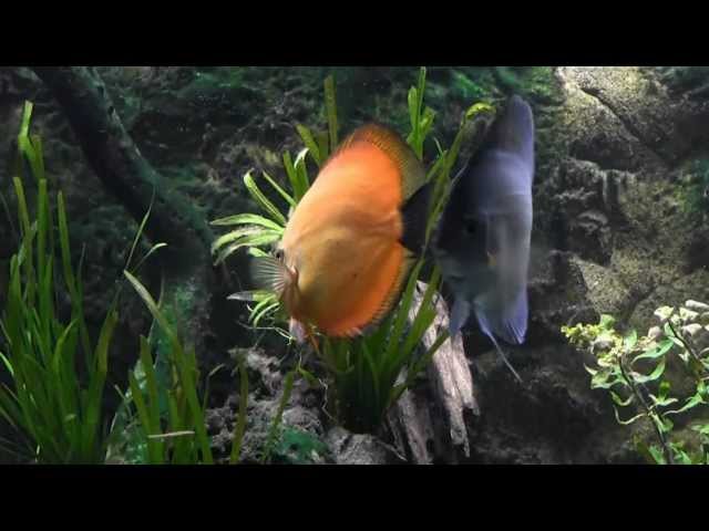 discus fish tank aquarium