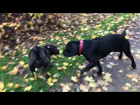Unterschied zwischen Boxer Hund und Einem Cane Corso !!!