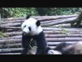 Amazing Sneezing Panda in Zoo!!! Bless you!