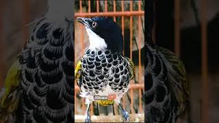 Download lagu CUCAK BERSISIK mp3 Download lagu CUCAK BERSISIK mp3