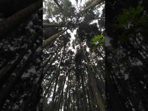 20211104 杉林溪全長1.8K的「穿林棧道」沿途都是柳杉
