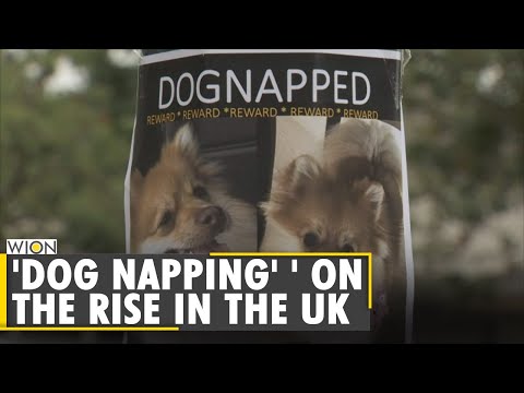 United Kingdom: Is dog theft growing into a big business? | World News | WION