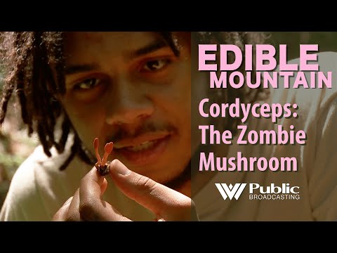 Edible Mountain - Cordyceps: The Zombie Mushroom