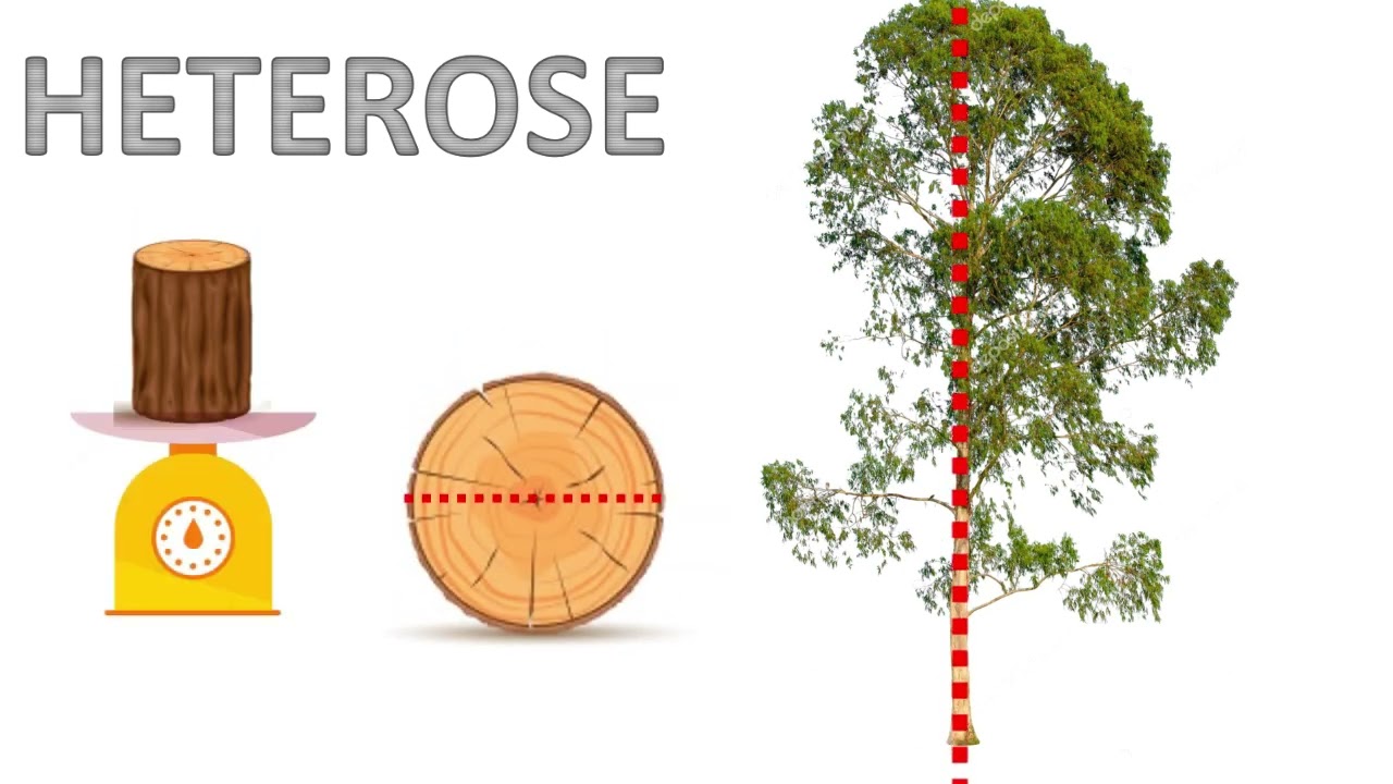 Melhoramento genético do gênero Eucalyptus.