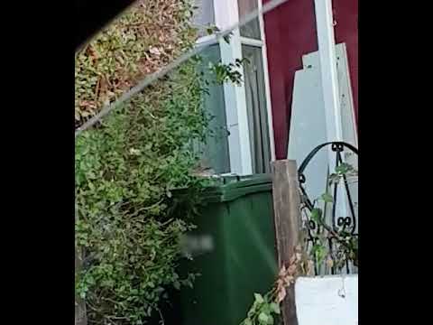 Wren Bird Take Off Slow Motion (1000FPS)