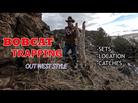 BOBCAT TRAPPING  Out West Style