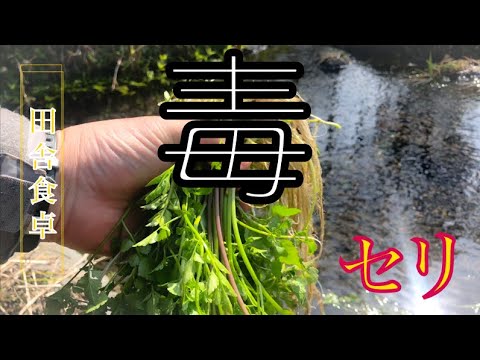 SOS Louvette: サラダを食べる白い虫を駆除するにはどうすればよいですか?  庭園