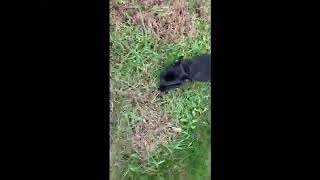 Video preview image #4 French Bulldog Puppy For Sale in WARSAW, IN, USA