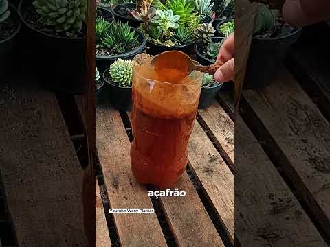 Você Não Vai Acreditar No Poder Desse Adubo Caseiro! - @wenyplantas