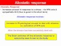 Allostasis - VCE U4 Psychology