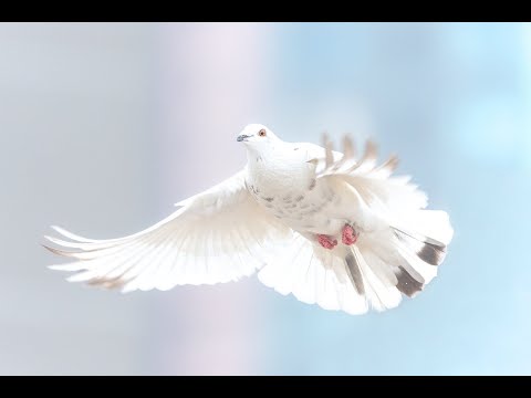 W obecności Twej - ZESPÓŁ ALLELUJA  - In Your Presence  Uwielbienie na żywo