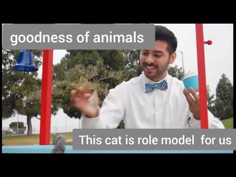 Cat goodness |hadiqqa official