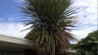 37. Cordyline australis, green (standard) form