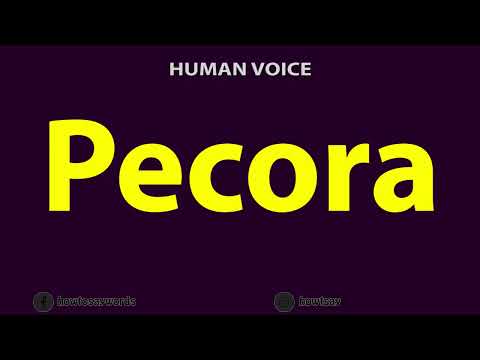 How to Pronounce Pecora