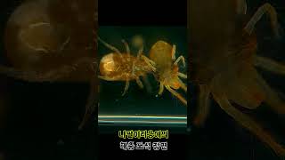 전북에서 올림픽을? why not? #천적농법 #광학현미경 #shorts