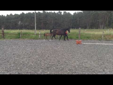 Sonntagskind 3, geb. 2018, Stute von Secret - Rubin Royal