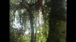 SUMMER - Manson's Child (Parklife Records)