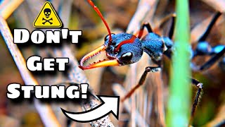 Download lagu The DEADLIEST Ants ON EARTH (And I've Been STUNG!) mp3