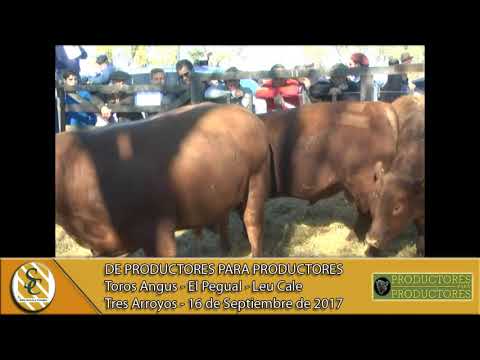 16-09-17 Venta de Toros - De Productores para Productores - Tres Arroyos