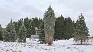 Domes Tree Farm (Tree Cutting)