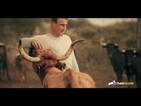 Dragona de Juan Faet en La Vaca del Millón - Fallas 2019