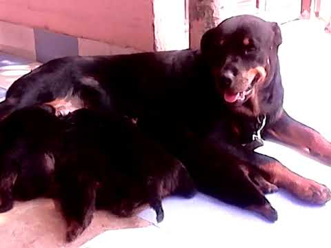 Rottweiler Puppies Sale vidhyadhar Nagar Jaipur