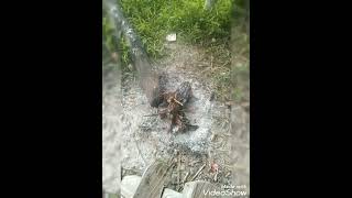 Download lagu suara belibis kembang terbaru 2023 sudah teruji di lapangan mp3