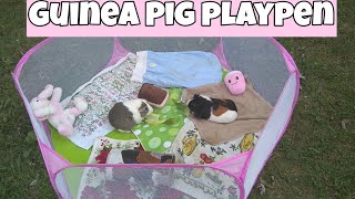 Guinea Pigs Try Out Their New Playpen!