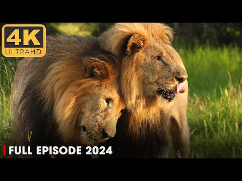 The Legend of the Lion Brothers