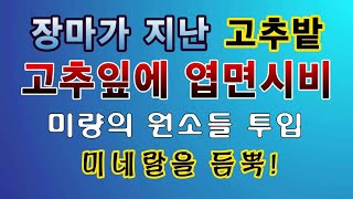 [텃밭농부. 1,171]  장마 지난 고추에 미네랄과 미량의 원소 손쉽게 공급 #고추재배