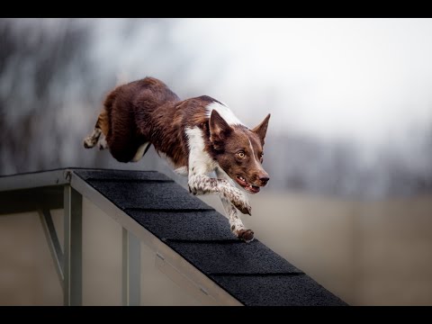 Pippa A1 exam, Liberec 17/6/2022