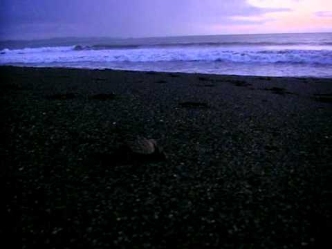 erste Stunden einer Schildkroete - der Weg zum Meer (Playa Marlena - Panama)