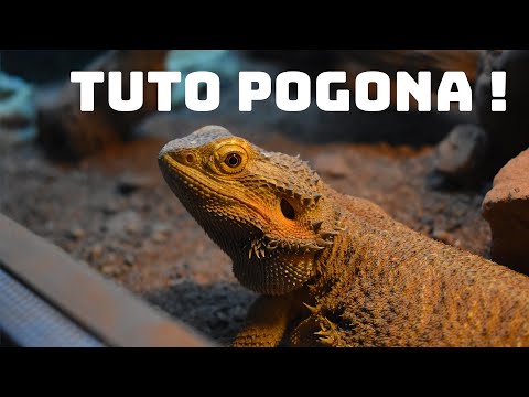 TUTO POGONA - Adopter un dragon barbu !