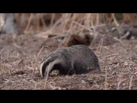 British wildlife filmed on a DSLR