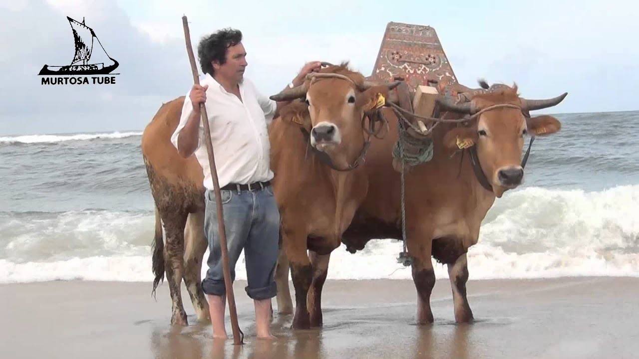 Arte xávega à moda antiga