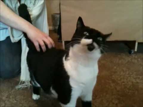 Kitty Cat back scratch - YouTube