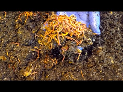 Red worm mix in VermiBag Tote fed on day 159 - vermicompost