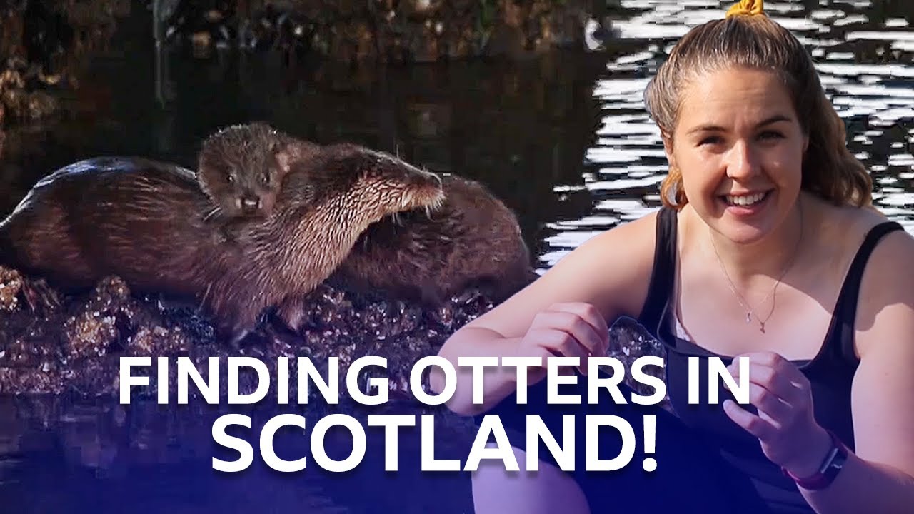 Otter Watch - BBC Scotland