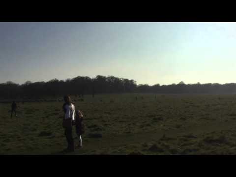 FENTON Part 2.  Richmond Park.  Deer Chase