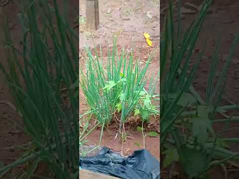 muita chuva em Icaraíma Paraná