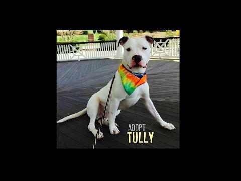 Tully, an adopted American Bulldog Mix in Wantagh, NY_image-1