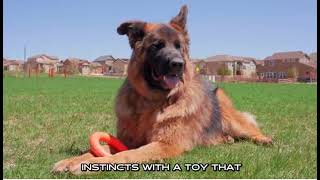 Monster K9 Indestructible Chew Ring   Lifetime Replacement