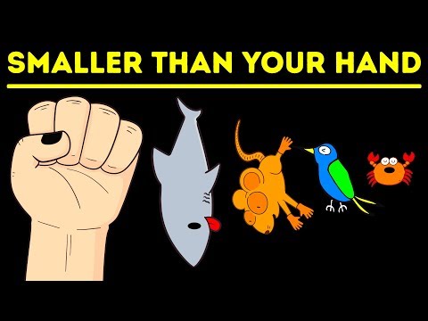 地球上最小的哺乳動物、魚類和昆蟲 (The Smallest Mammals, Fish and Insects on Earth)